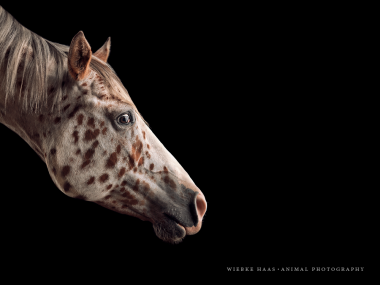 Magnifique photographie equine Wiebke Haas