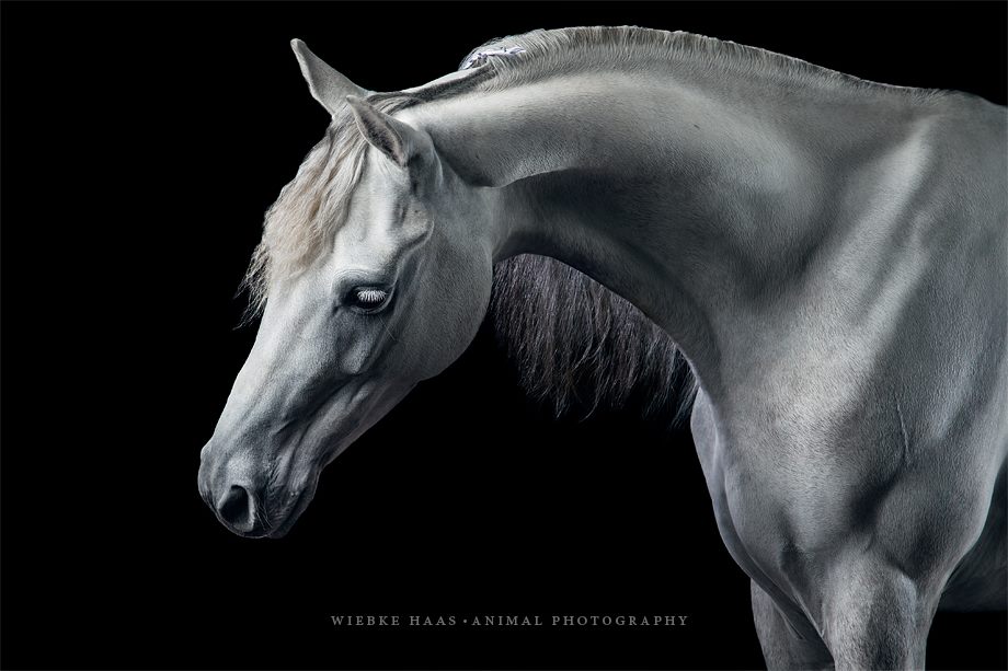 Magnifique photographie equine Wiebke Haas