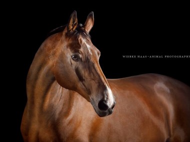 Magnifique photographie equine Wiebke Haas