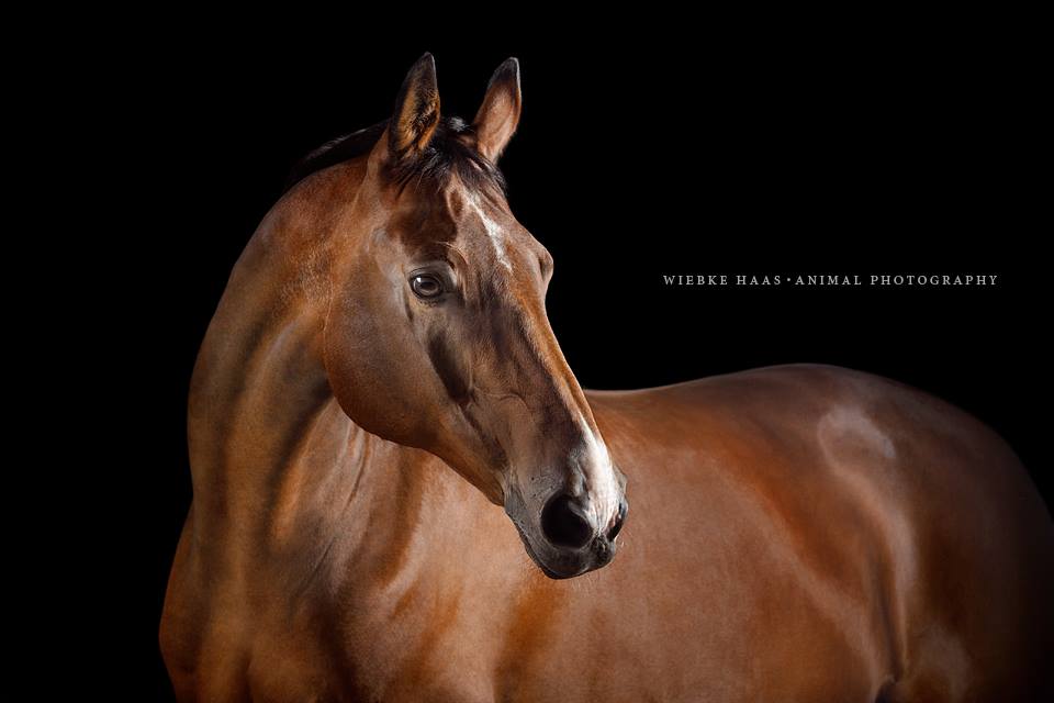 Magnifique photographie equine Wiebke Haas