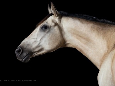 Magnifique photographie equine Wiebke Haas