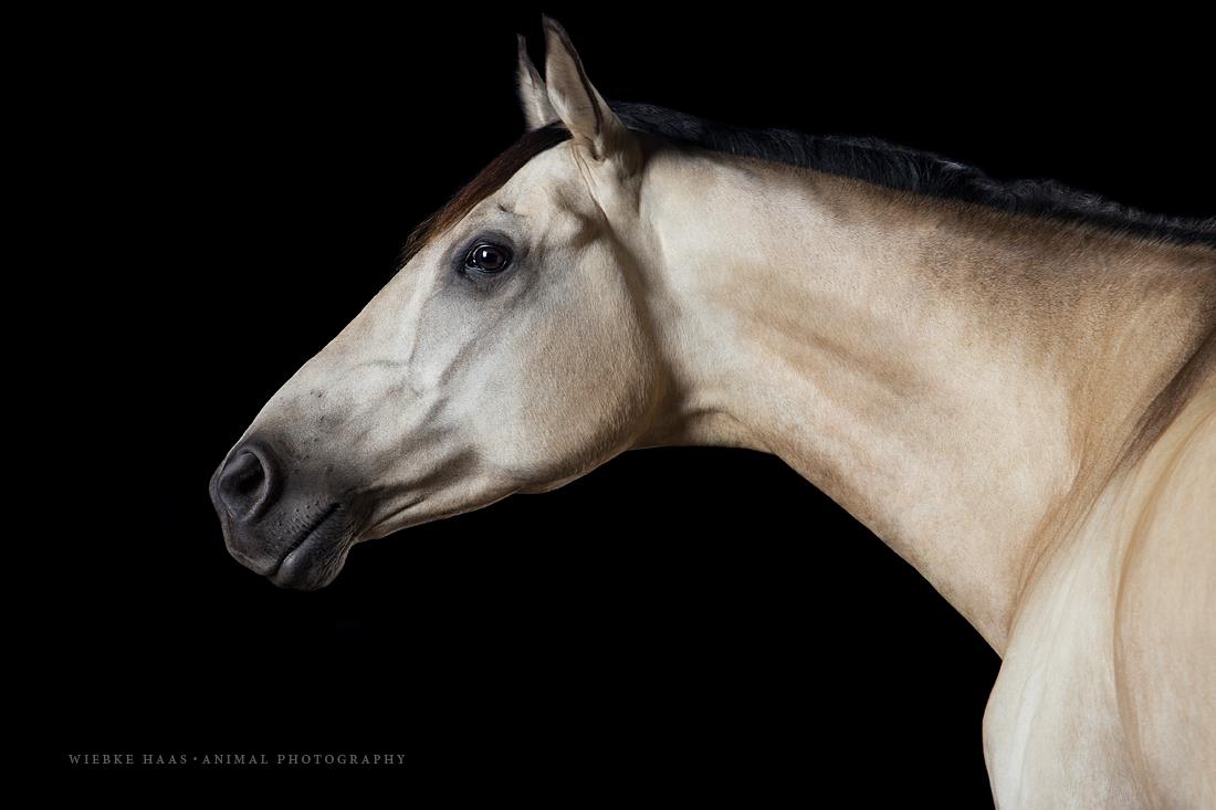 Magnifique photographie equine Wiebke Haas