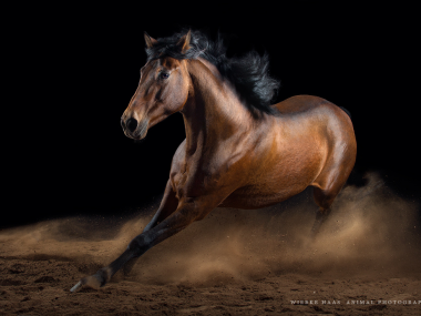 Magnifique photographie equine Wiebke Haas