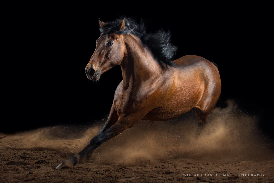 Magnifique photographie equine Wiebke Haas