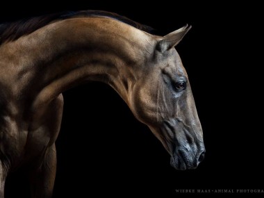 Magnifique photographie equine Wiebke Haas