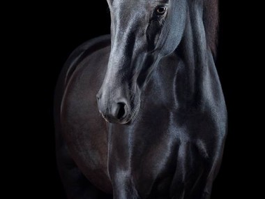 Magnifique photographie equine Wiebke Haas