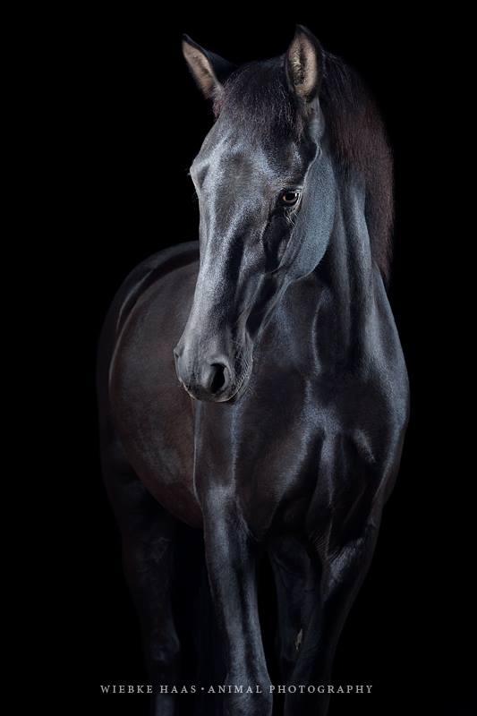 Magnifique photographie equine Wiebke Haas