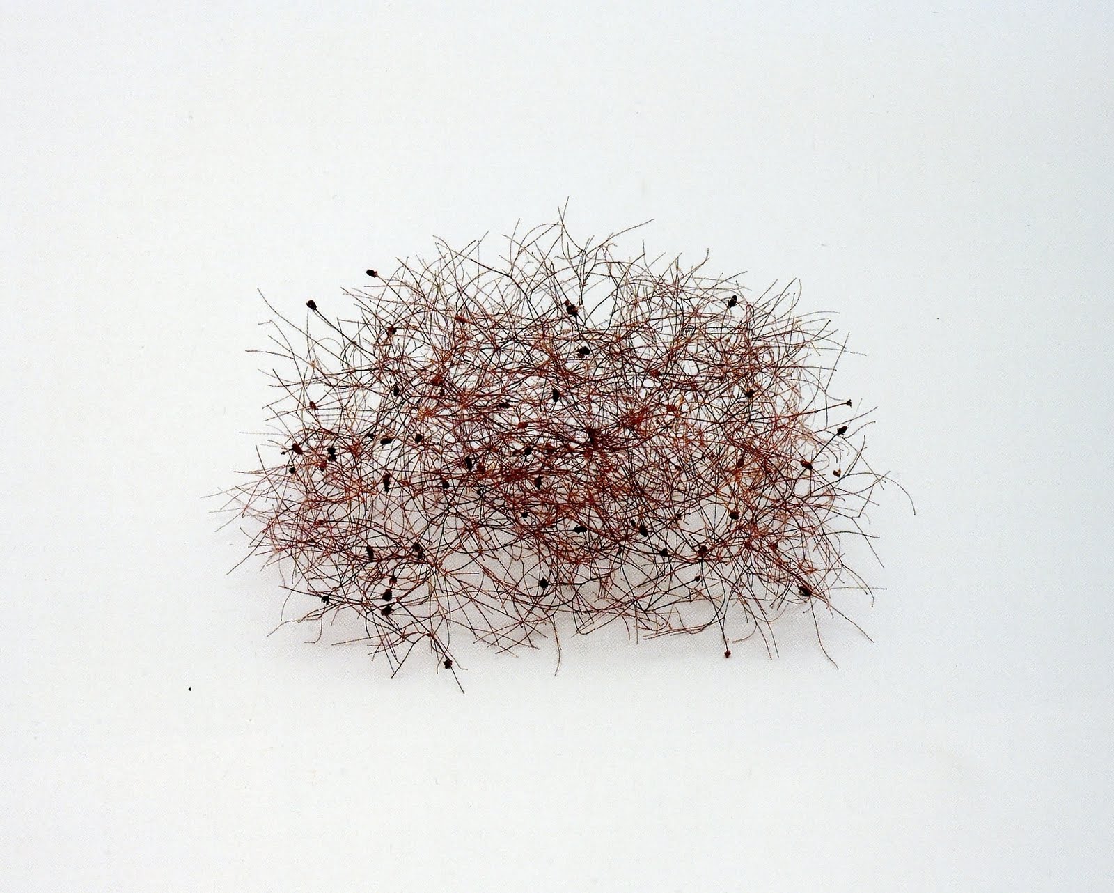 Christiane Loehr – 2006 – Tree blossoms sculpture