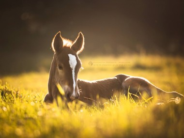 Katarzyna Okrzesik-Mikołajek – Beautiful Horses photography