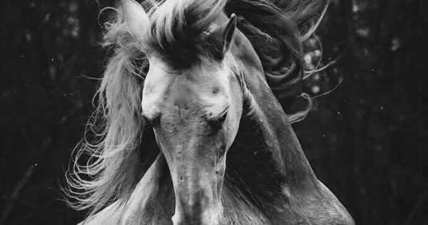 Katarzyna Okrzesik Miko ajek Horses Photography Blog Graphiste