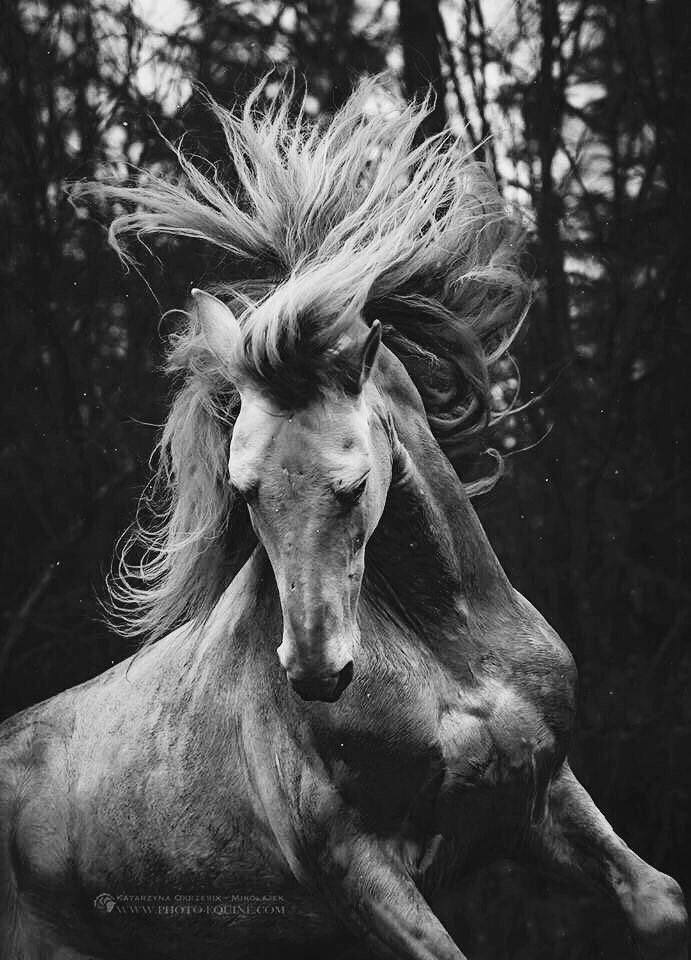 Katarzyna Okrzesik-Mikołajek – Horses photography