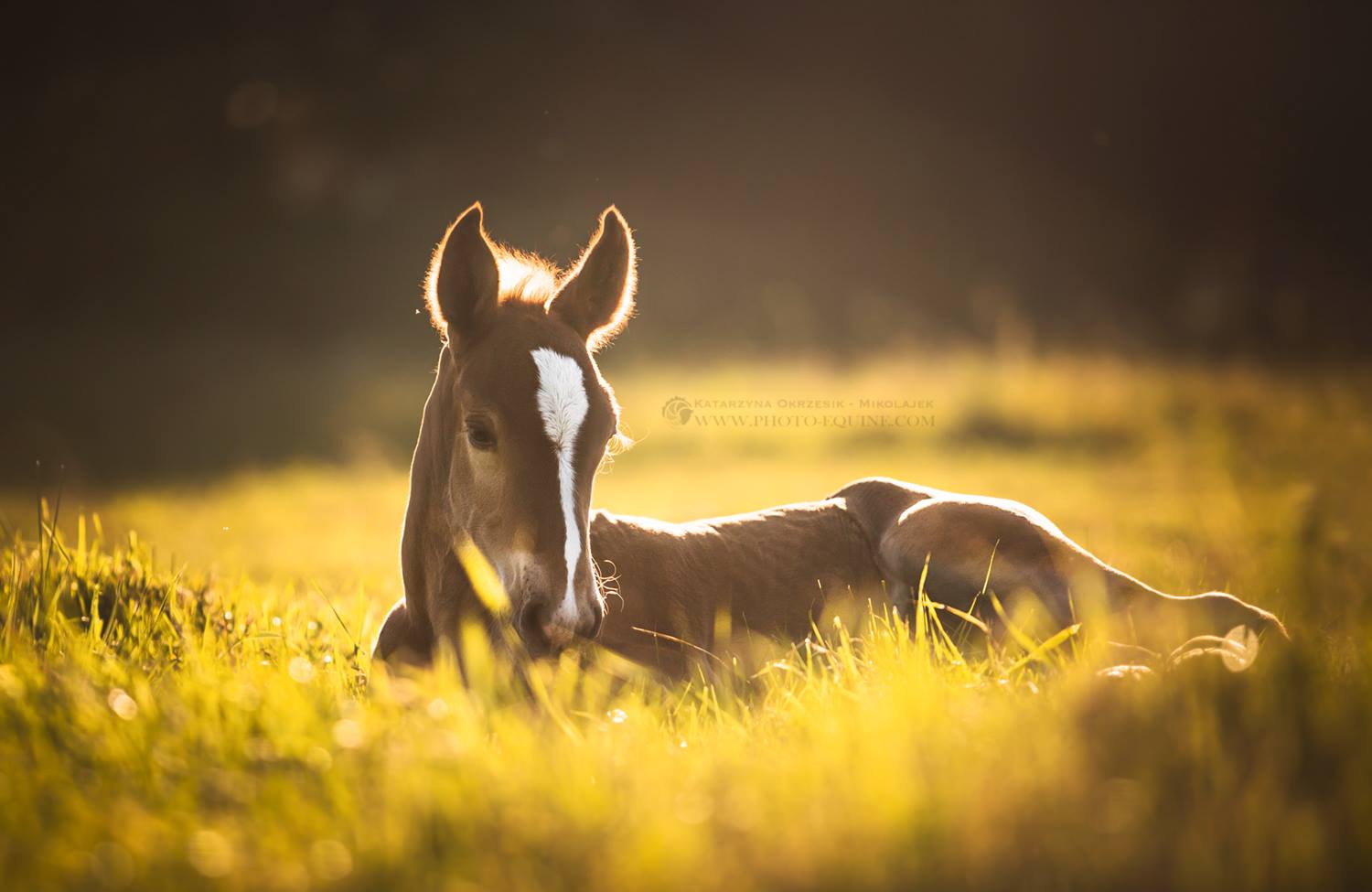 Katarzyna Okrzesik-Mikołajek – Beautiful Horses photography