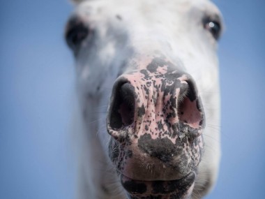 Katarzyna Okrzesik-Mikołajek – Beautiful Horses photography