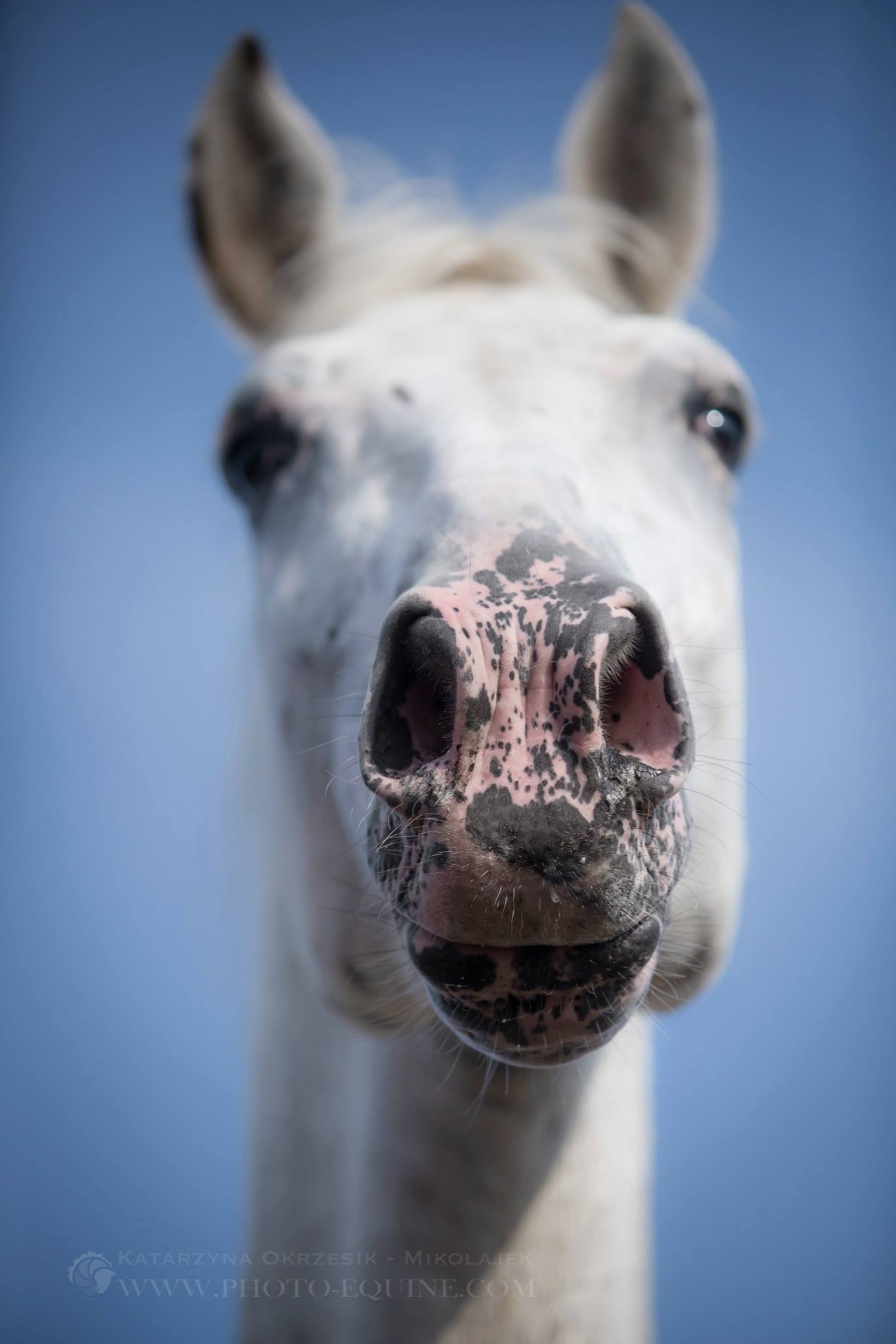 Katarzyna Okrzesik-Mikołajek – Beautiful Horses photography