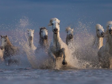 Katarzyna Okrzesik-Mikołajek – Horses photography