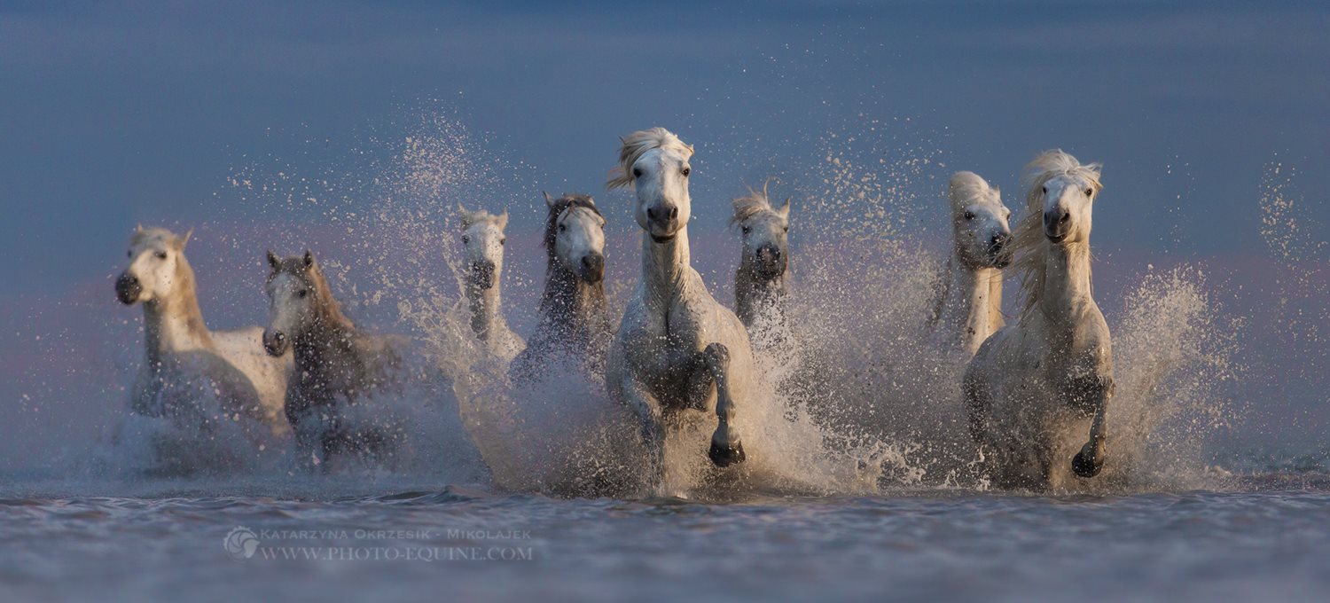 Katarzyna Okrzesik-Mikołajek – Horses photography