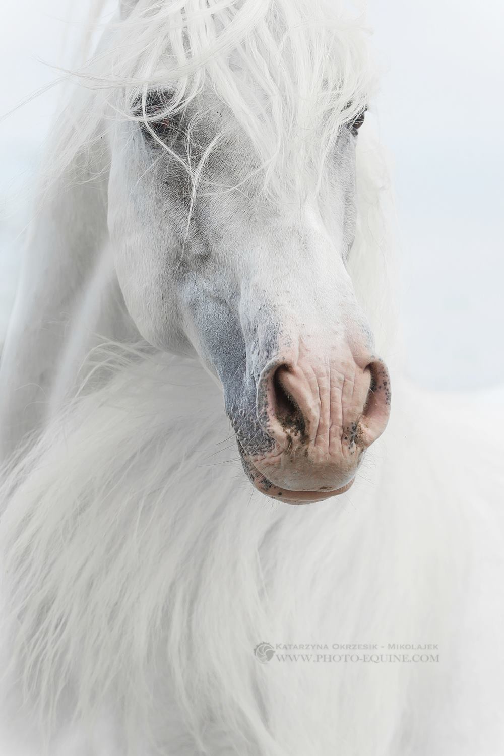 Katarzyna Okrzesik-Mikołajek – Beautiful Horses photography