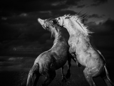 Katarzyna Okrzesik-Mikołajek – Horses photography