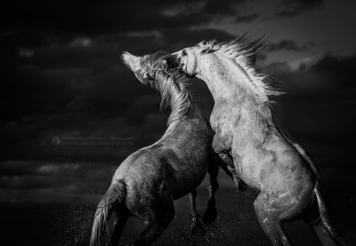 Katarzyna Okrzesik-Mikołajek – Horses photography