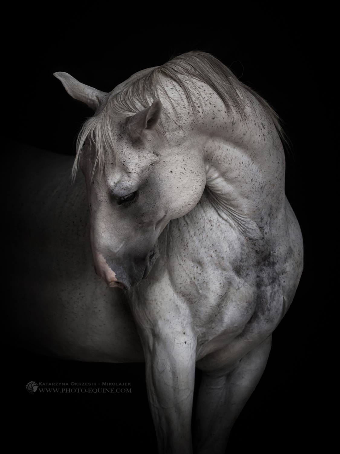 Katarzyna Okrzesik-Mikołajek – Beautiful Horses photography