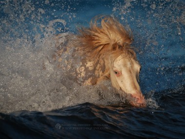 Katarzyna Okrzesik-Mikołajek – Horses photography