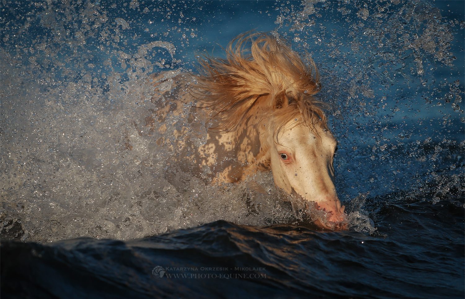 Katarzyna Okrzesik-Mikołajek – Horses photography