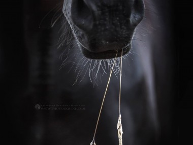 Katarzyna Okrzesik-Mikołajek – Beautiful Horses photography