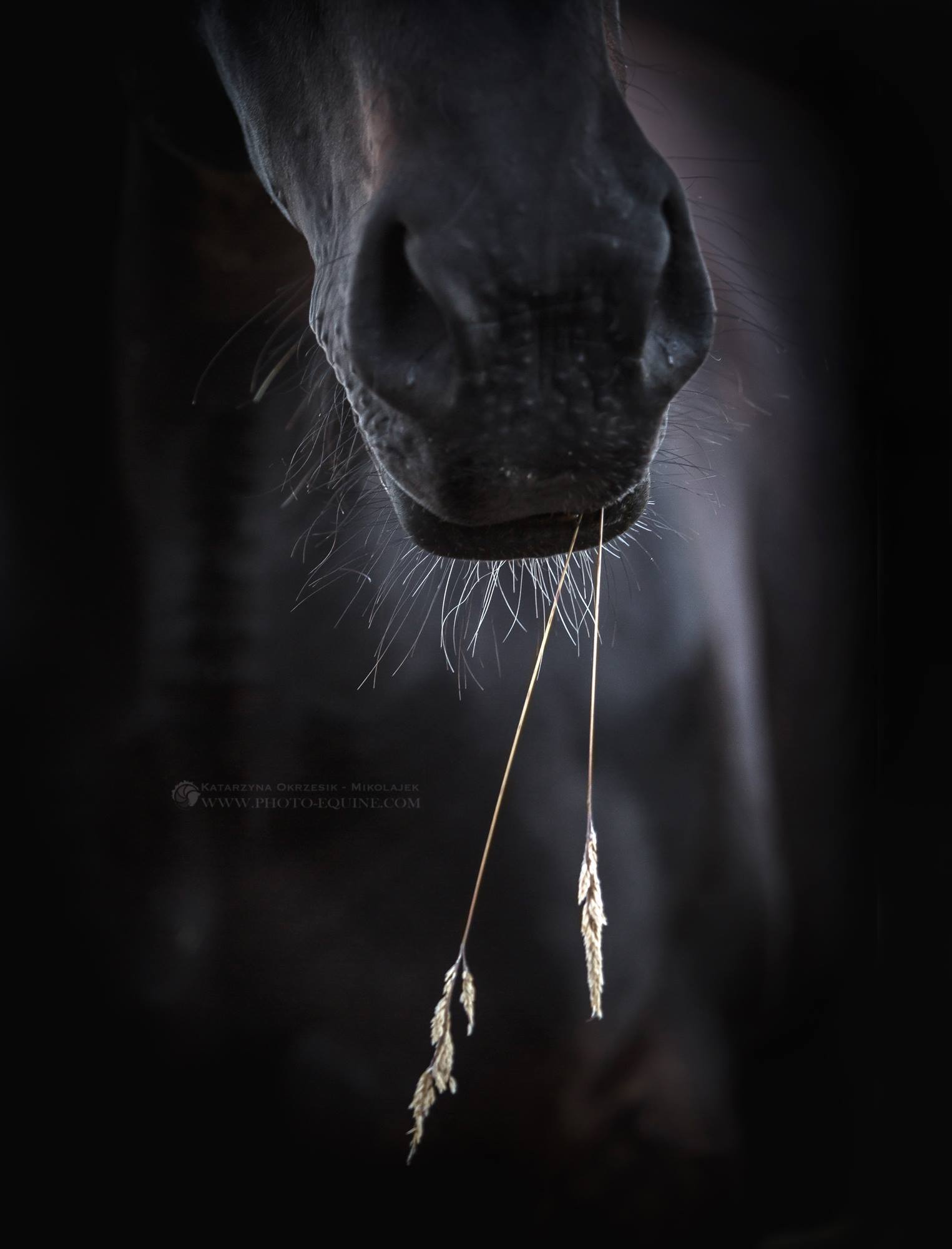 Katarzyna Okrzesik-Mikołajek – Beautiful Horses photography