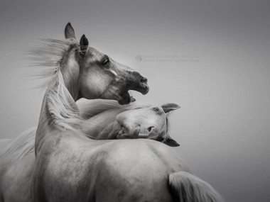 Katarzyna Okrzesik-Mikołajek – Horses photography (Canada)