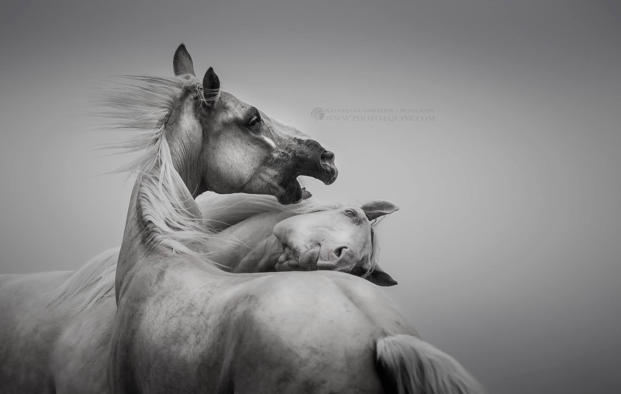 Katarzyna Okrzesik-Mikołajek – Horses photography (Canada)