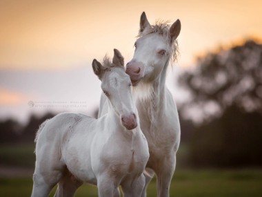 Katarzyna Okrzesik-Mikołajek – Horses photography