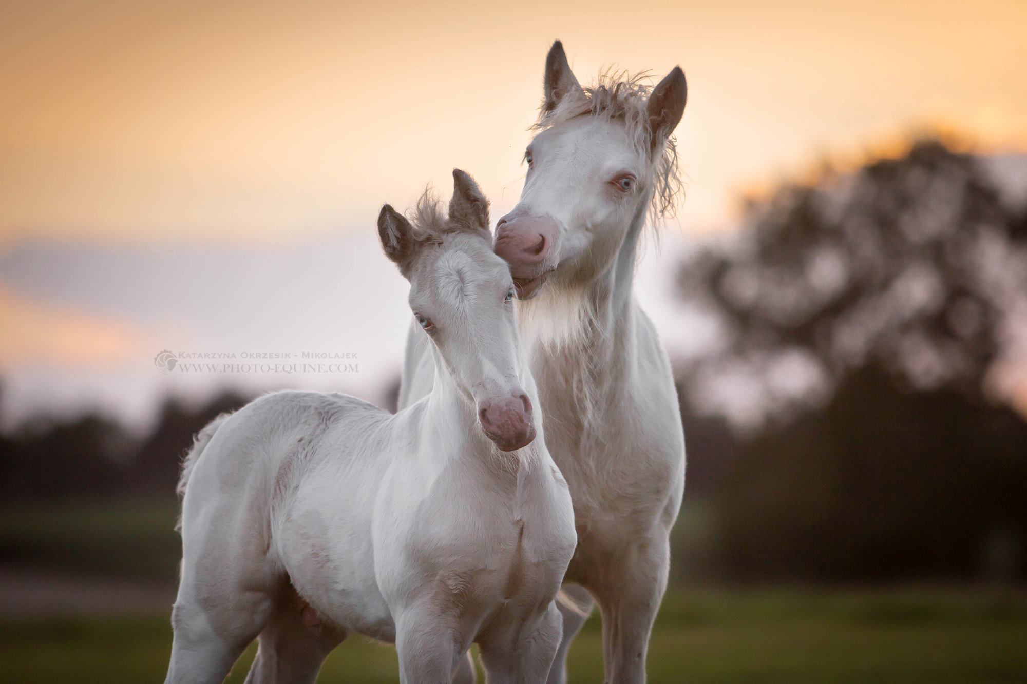 Katarzyna Okrzesik-Mikołajek – Horses photography