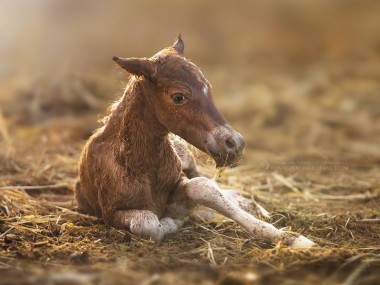 Katarzyna Okrzesik-Mikołajek – Horses photography