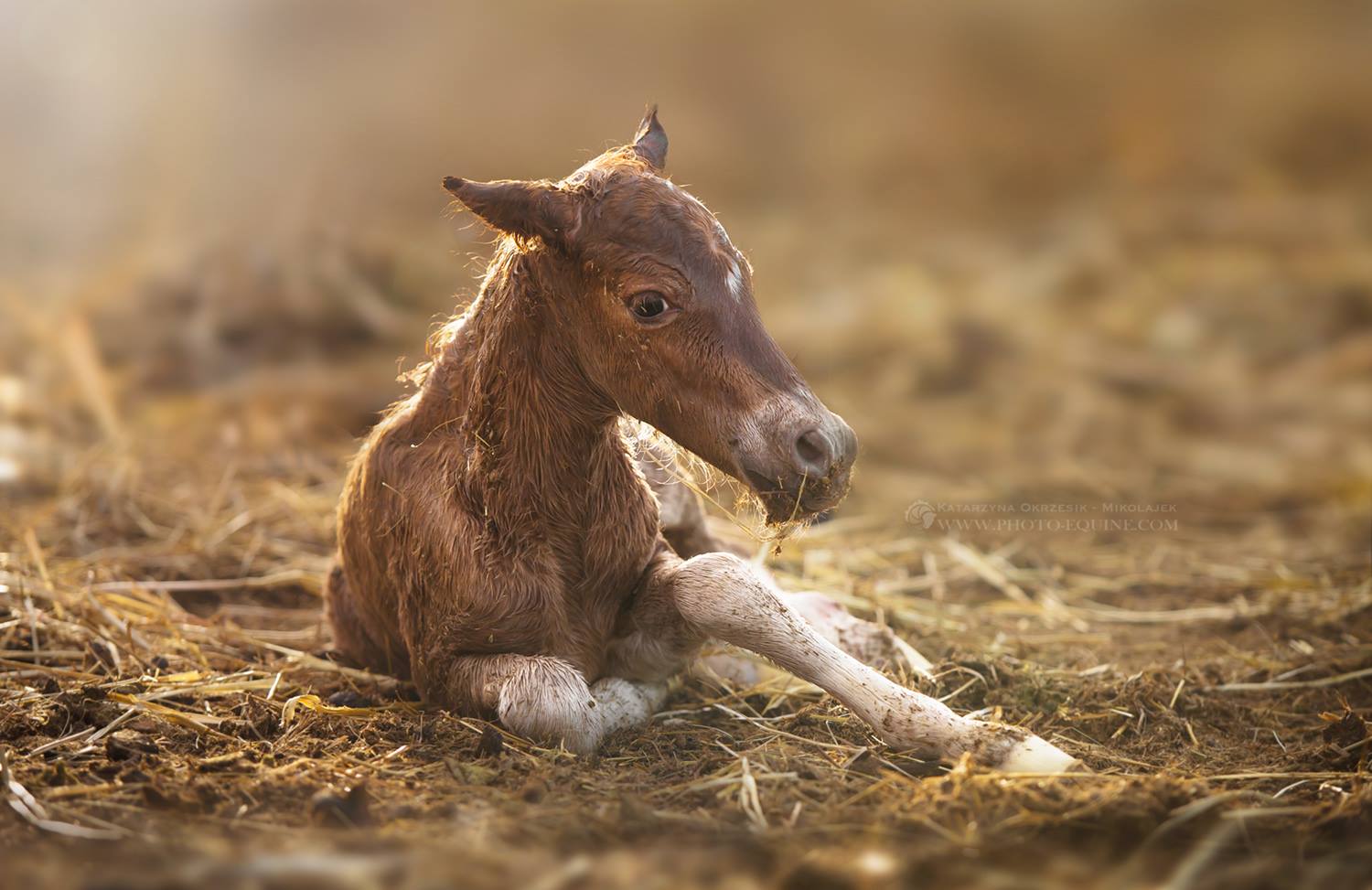 Katarzyna Okrzesik-Mikołajek – Horses photography