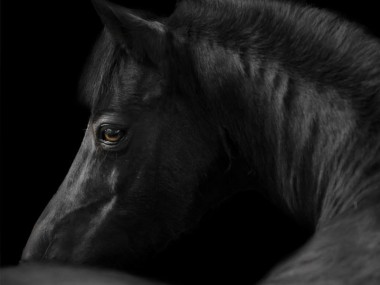 Katarzyna Okrzesik-Mikołajek – Beautiful Horses photography