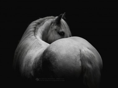 Katarzyna Okrzesik-Mikołajek – Horses photography