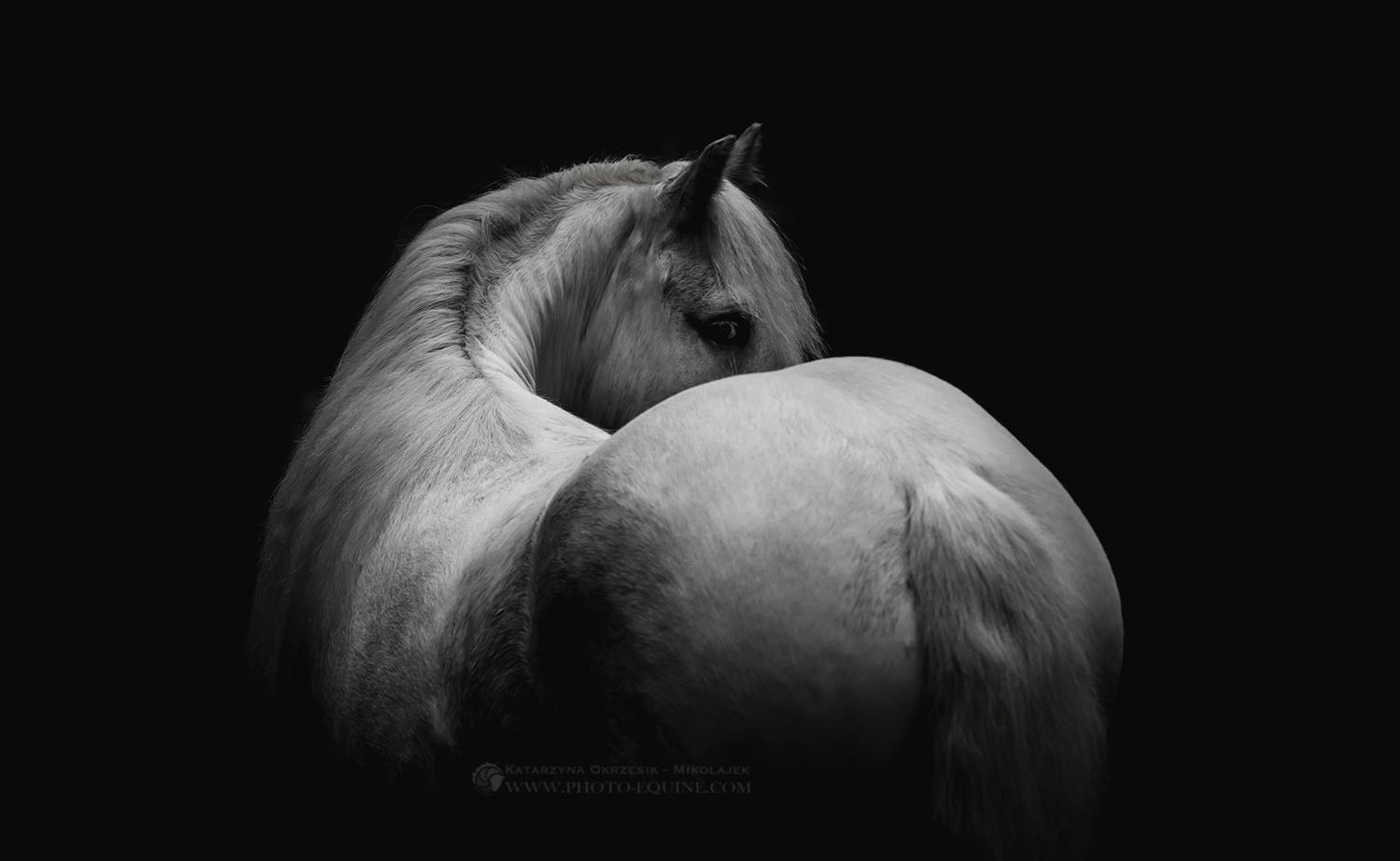 Katarzyna Okrzesik-Mikołajek – Horses photography