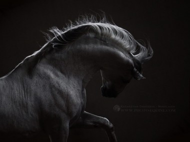 Katarzyna Okrzesik-Mikołajek – Horses photography (Canada)