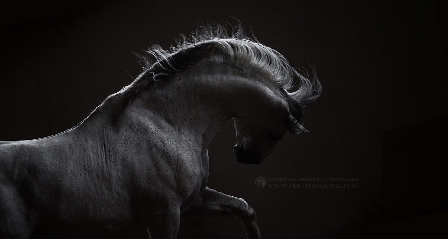 Katarzyna Okrzesik-Mikołajek – Horses photography (Canada)