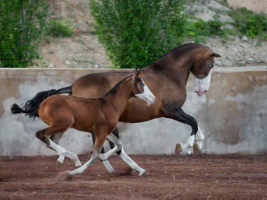 Katarzyna Okrzesik-Mikołajek – Horses photography