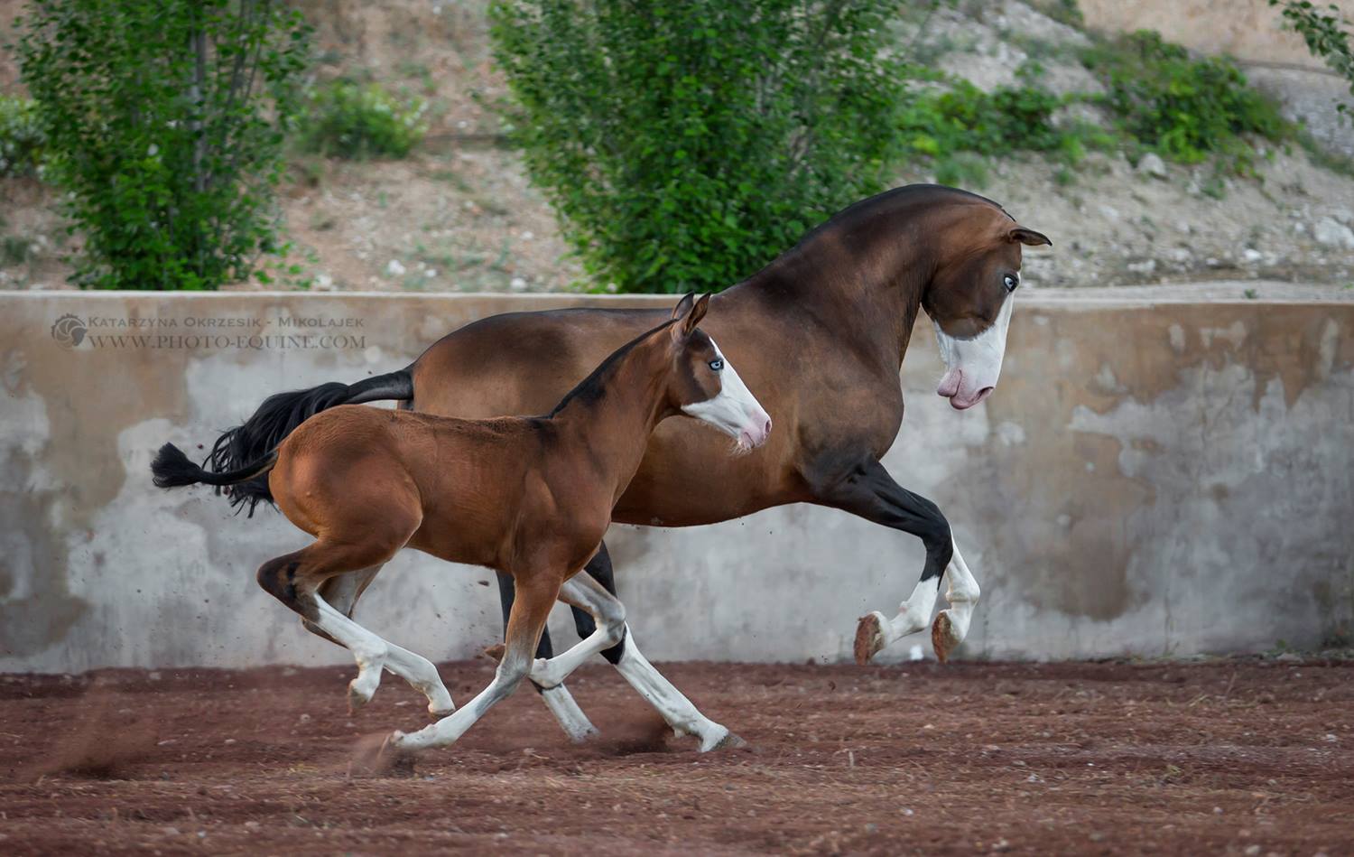 Katarzyna Okrzesik-Mikołajek – Horses photography