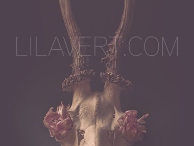 Deer skull – print photo