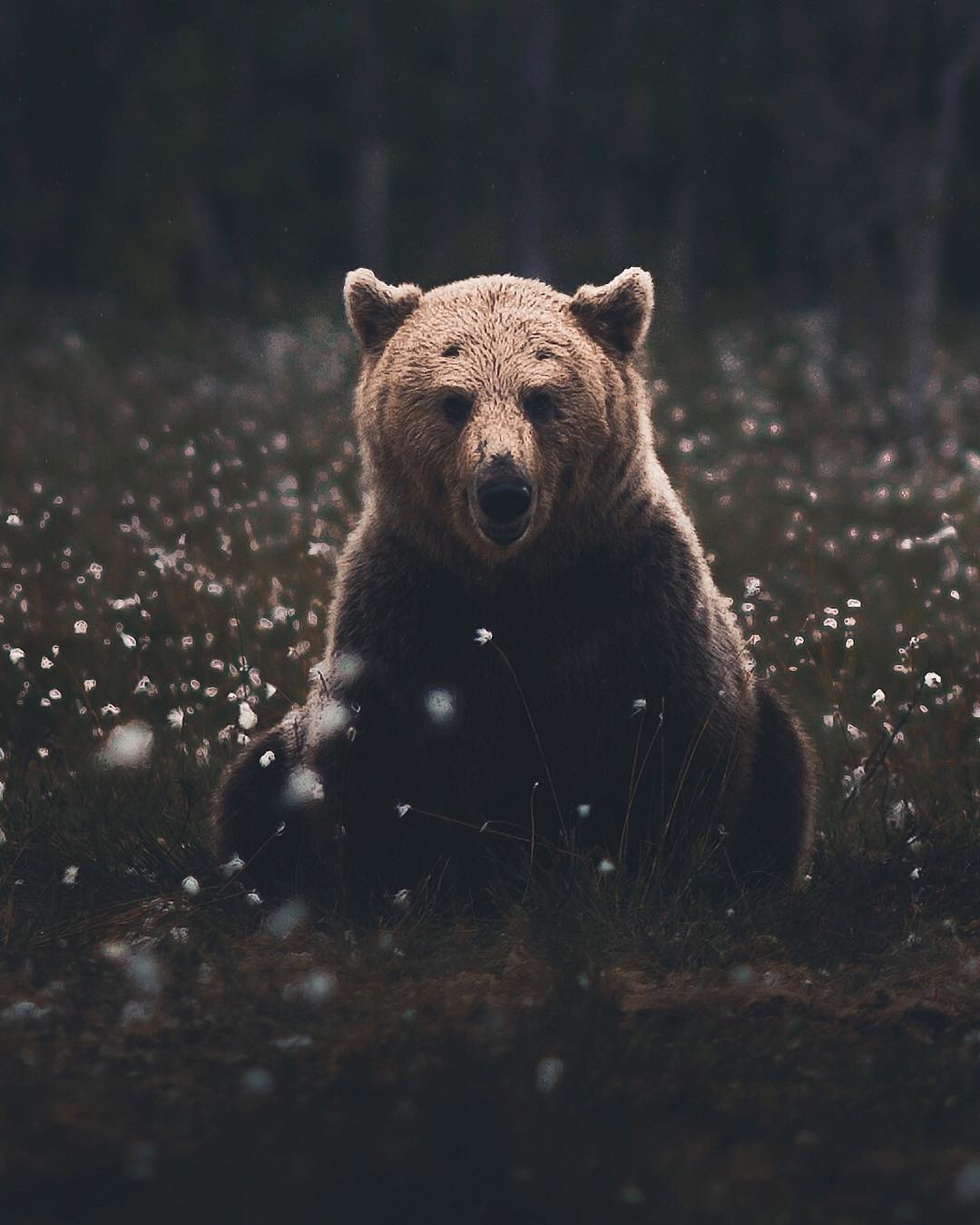Beautiful Bear Photography wildlife ©Konsta Punkka