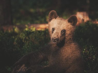 Beautiful Bear Photography wildlife ©Konsta Punkka