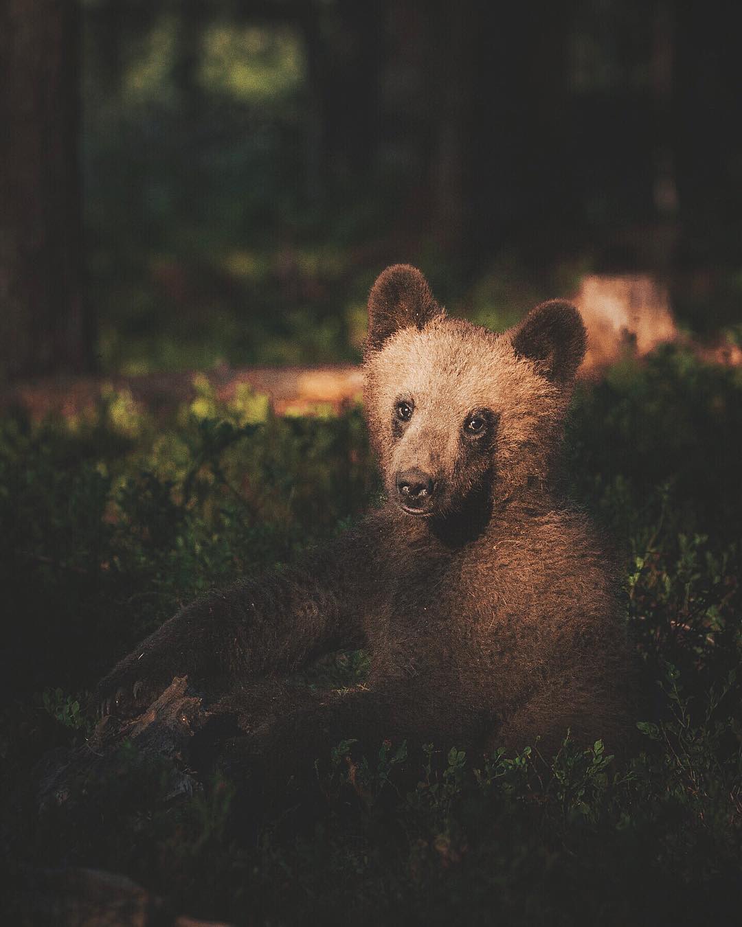 Beautiful Bear Photography wildlife ©Konsta Punkka