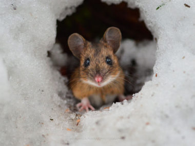 Beautiful Photography wildlife ©Konsta Punkka