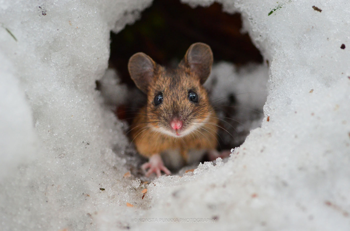 Beautiful Photography wildlife ©Konsta Punkka