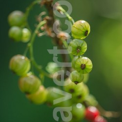 groseille-2348 photostock