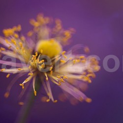 pistils flower - macro photography - stock image - purple yellow tones