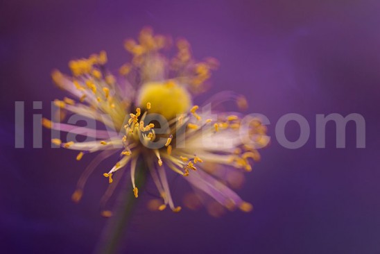 pistils flower - macro photography - stock image - purple yellow tones